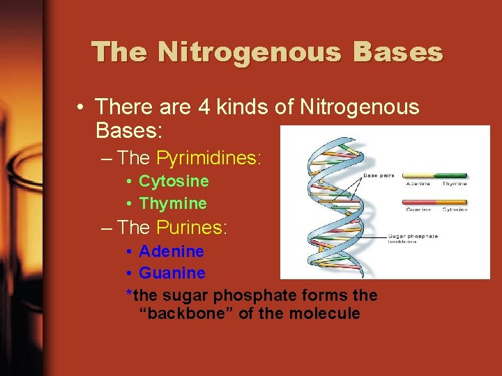 The Nitrogenous Bases • There are 4 kinds of Nitrogenous Bases: – The Pyrimidines: