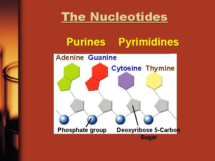 The Nucleotides Purines Pyrimidines Adenine Guanine Cytosine Thymine Phosphate group Deoxyribose 5 -Carbon Sugar