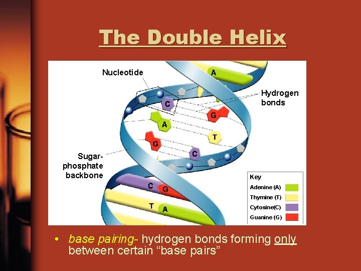 The Double Helix Nucleotide Hydrogen bonds Sugarphosphate backbone Key Adenine (A) Thymine (T) Cytosine(C)