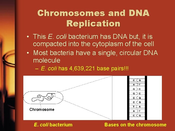 Chromosomes and DNA Replication • This E. coli bacterium has DNA but, it is