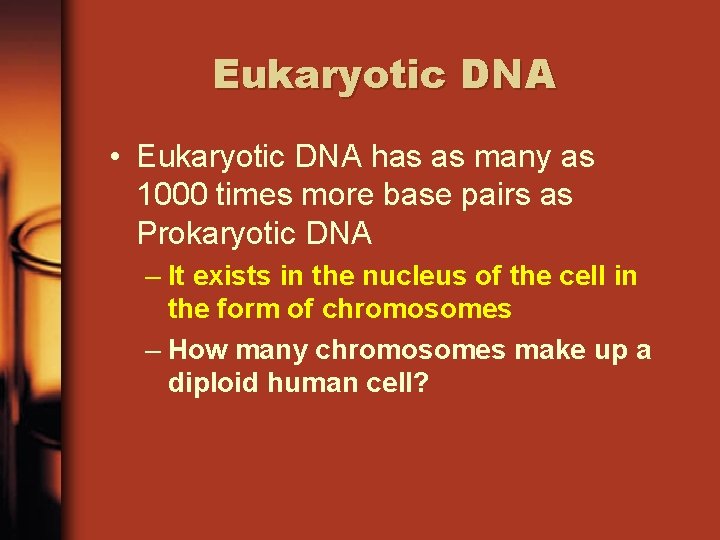 Eukaryotic DNA • Eukaryotic DNA has as many as 1000 times more base pairs