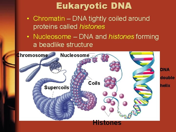Eukaryotic DNA • Chromatin – DNA tightly coiled around proteins called histones • Nucleosome