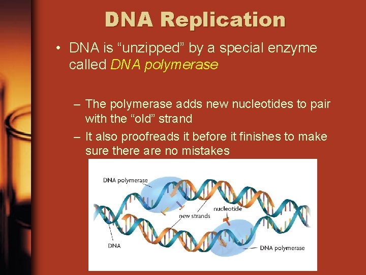 DNA Replication • DNA is “unzipped” by a special enzyme called DNA polymerase –