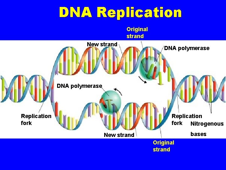 DNA Replication Original strand New strand DNA polymerase Replication fork Nitrogenous bases New strand