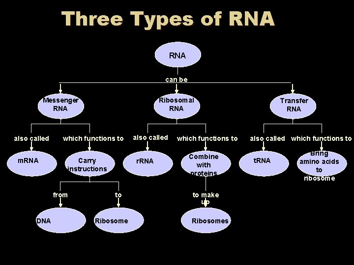 Three Types of RNA can be Messenger RNA also called m. RNA which functions