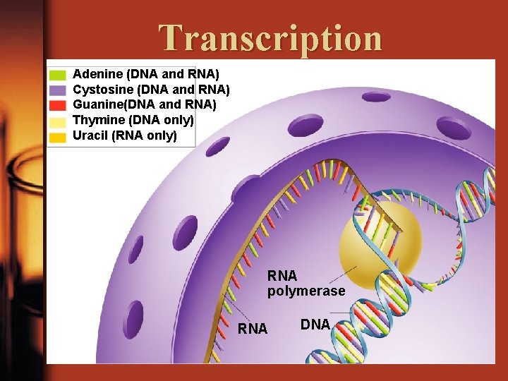 Transcription Adenine (DNA and RNA) Cystosine (DNA and RNA) Guanine(DNA and RNA) Thymine (DNA
