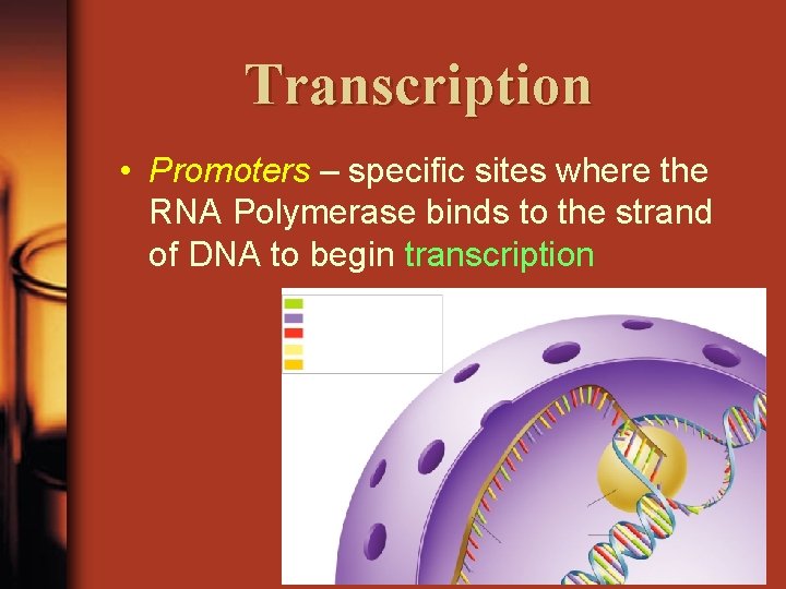 Transcription • Promoters – specific sites where the RNA Polymerase binds to the strand