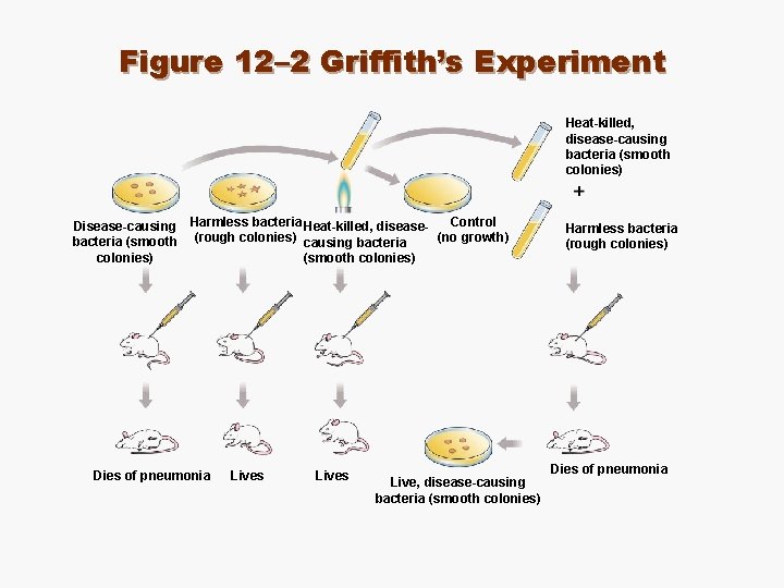 Figure 12– 2 Griffith’s Experiment Heat-killed, disease-causing bacteria (smooth colonies) Control Disease-causing Harmless bacteria