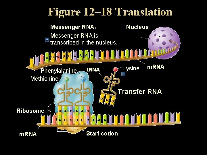 Figure 12– 18 Translation Messenger RNA : Messenger RNA is transcribed in the nucleus.