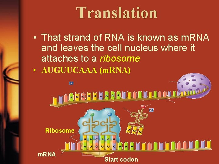 Translation • That strand of RNA is known as m. RNA and leaves the