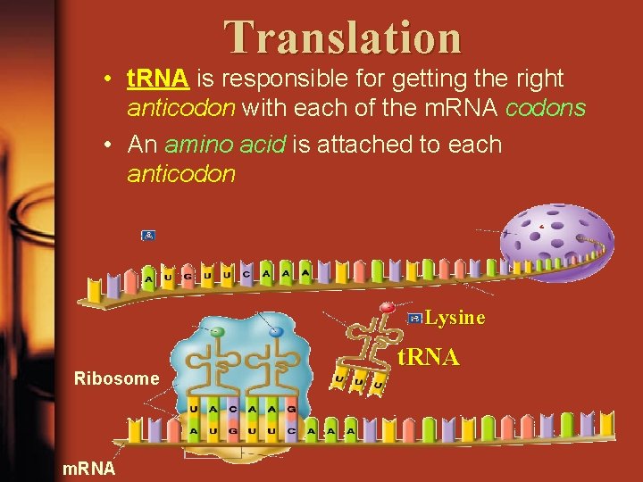 Translation • t. RNA is responsible for getting the right anticodon with each of