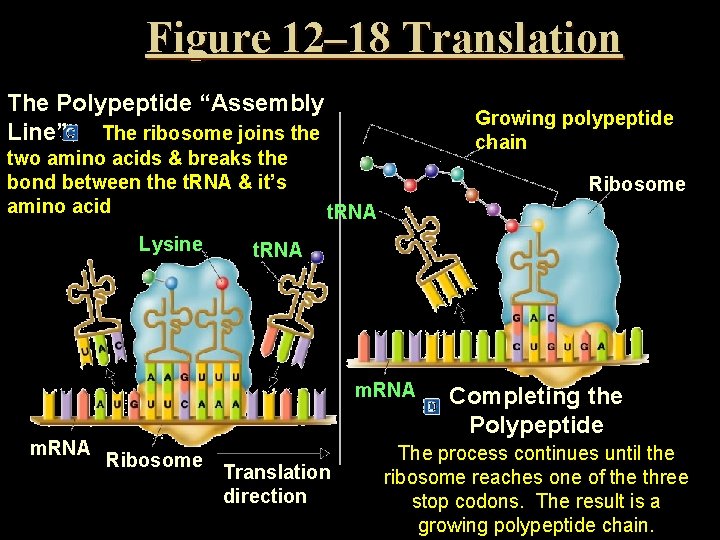 Figure 12– 18 Translation The Polypeptide “Assembly Line” The ribosome joins the two amino