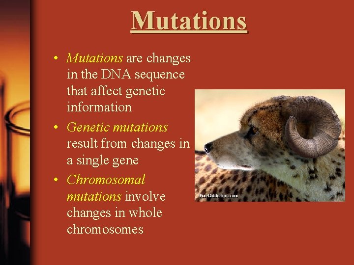 Mutations • Mutations are changes in the DNA sequence that affect genetic information •