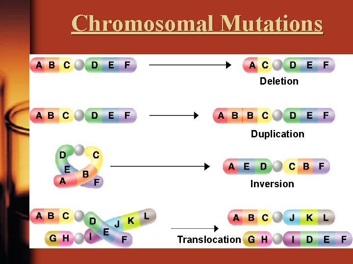 Chromosomal Mutations Deletion Duplication Inversion Translocation 