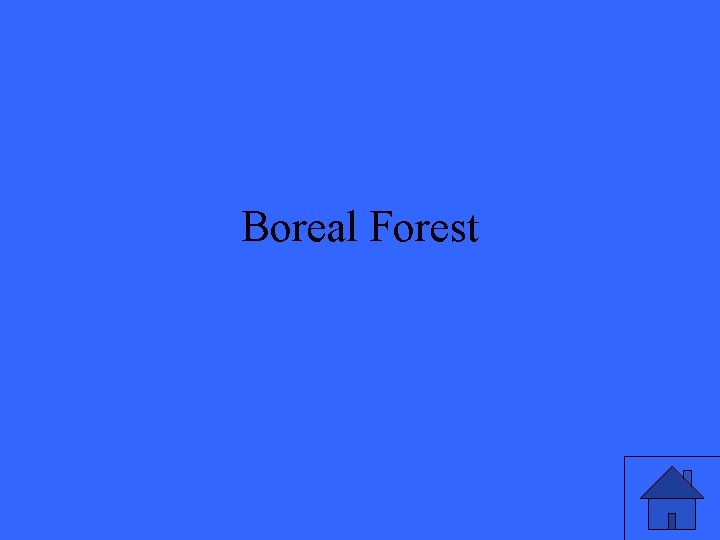 Boreal Forest 