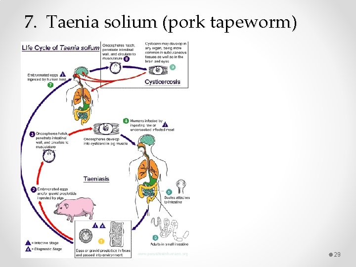 7. Taenia solium (pork tapeworm) 29 