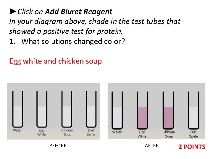 ►Click on Add Biuret Reagent In your diagram above, shade in the test tubes