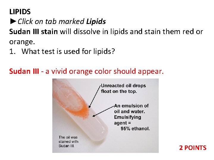 LIPIDS ►Click on tab marked Lipids Sudan III stain will dissolve in lipids and