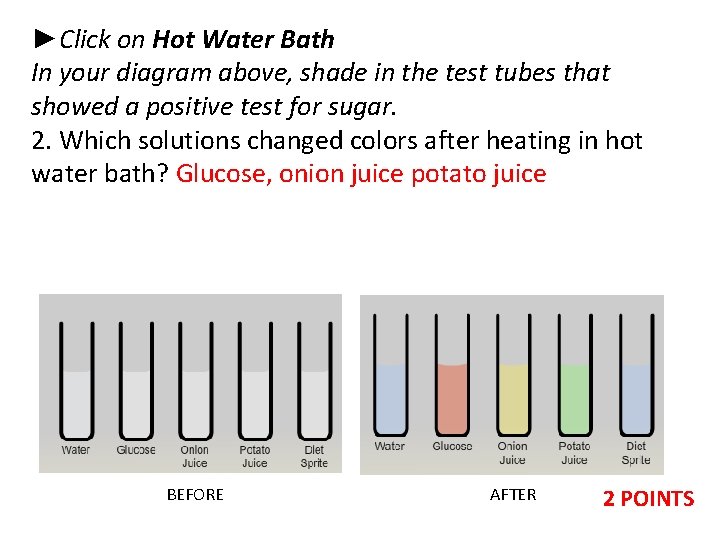 ►Click on Hot Water Bath In your diagram above, shade in the test tubes