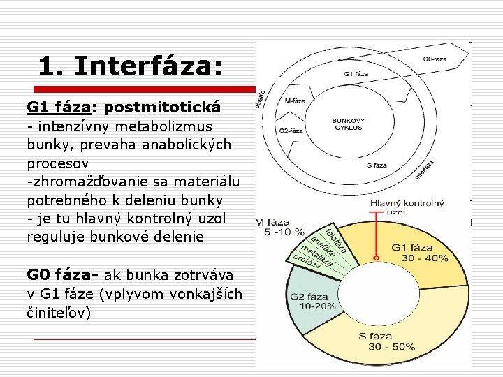 1. Interfáza: G 1 fáza: postmitotická - intenzívny metabolizmus bunky, prevaha anabolických procesov -zhromažďovanie