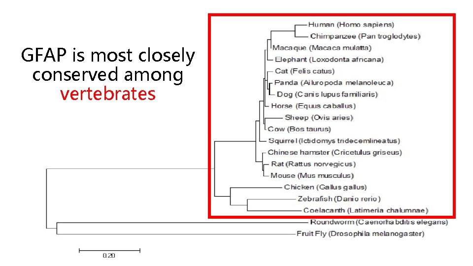 GFAP is most closely conserved among vertebrates 