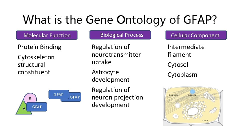 What is the Gene Ontology of GFAP? Molecular Function Protein Binding Cytoskeleton structural constituent