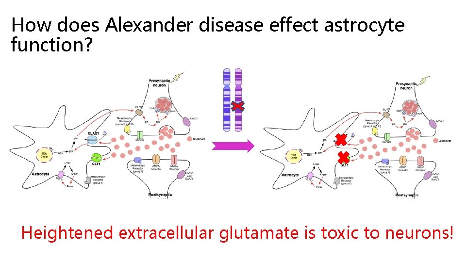 How does Alexander disease effect astrocyte function? Heightened extracellular glutamate is toxic to neurons!
