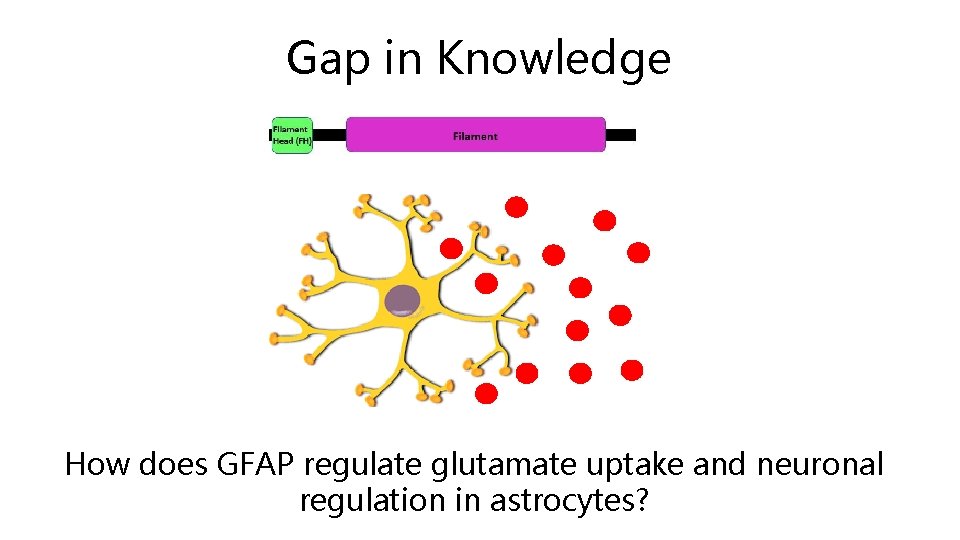 Gap in Knowledge How does GFAP regulate glutamate uptake and neuronal regulation in astrocytes?