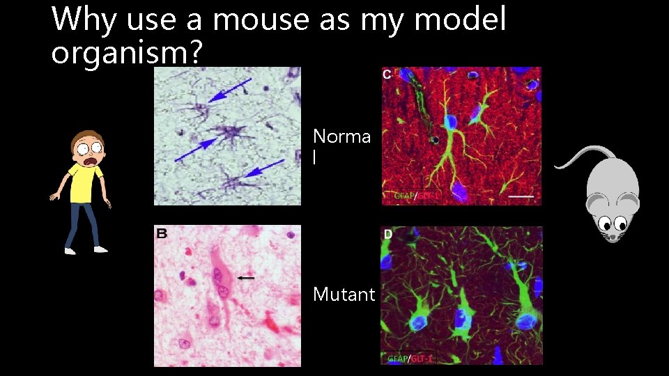 Why use a mouse as my model organism? Norma l Mutant 