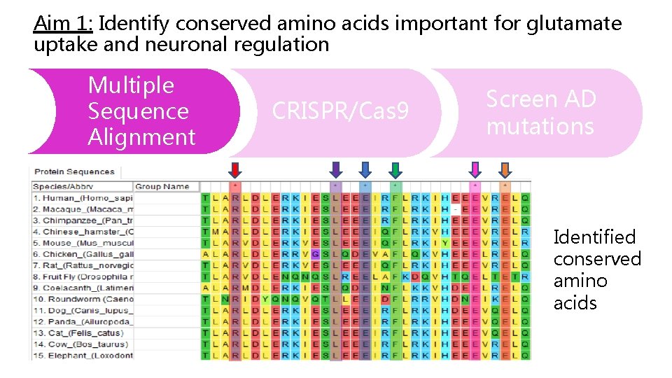 Aim 1: Identify conserved amino acids important for glutamate uptake and neuronal regulation Multiple