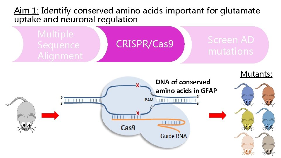 Aim 1: Identify conserved amino acids important for glutamate uptake and neuronal regulation Multiple
