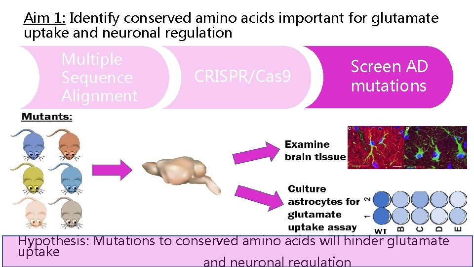 Aim 1: Identify conserved amino acids important for glutamate uptake and neuronal regulation Multiple
