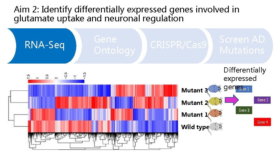 Aim 2: Identify differentially expressed genes involved in glutamate uptake and neuronal regulation RNA-Seq