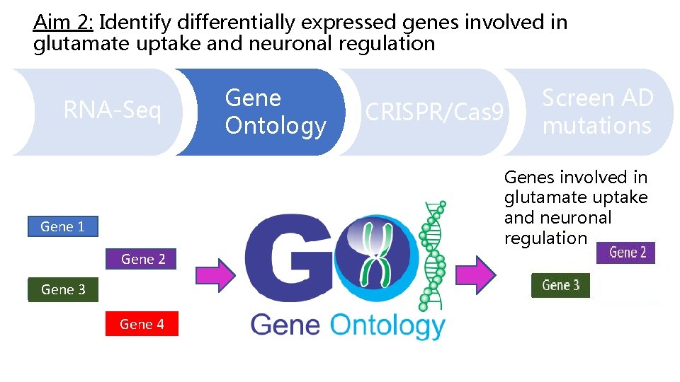 Aim 2: Identify differentially expressed genes involved in glutamate uptake and neuronal regulation RNA-Seq
