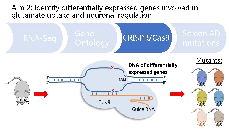 Aim 2: Identify differentially expressed genes involved in glutamate uptake and neuronal regulation RNA-Seq