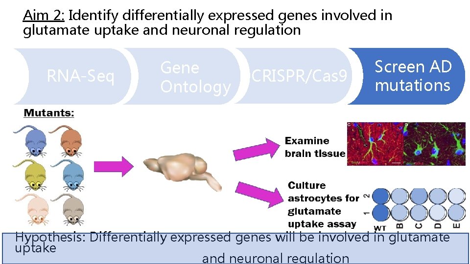 Aim 2: Identify differentially expressed genes involved in glutamate uptake and neuronal regulation RNA-Seq