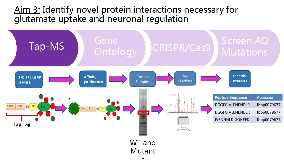 Aim 3: Identify novel protein interactions necessary for glutamate uptake and neuronal regulation Tap-MS