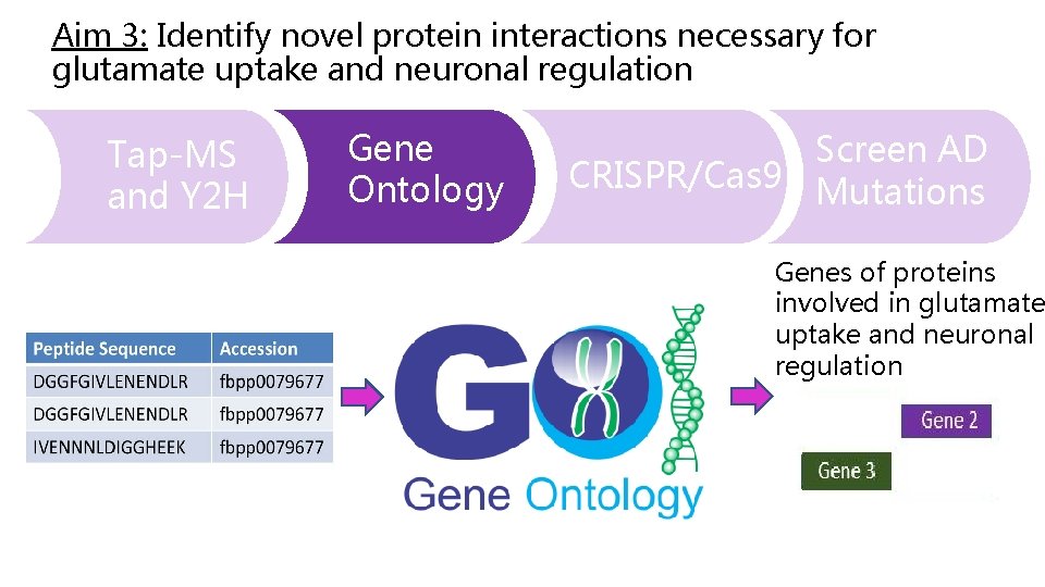Aim 3: Identify novel protein interactions necessary for glutamate uptake and neuronal regulation Tap-MS