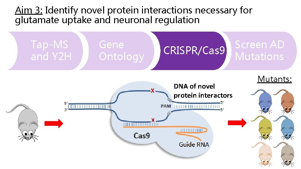 Aim 3: Identify novel protein interactions necessary for glutamate uptake and neuronal regulation Tap-MS