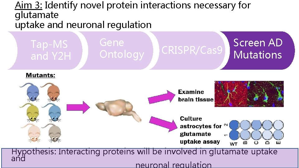 Aim 3: Identify novel protein interactions necessary for glutamate uptake and neuronal regulation Tap-MS