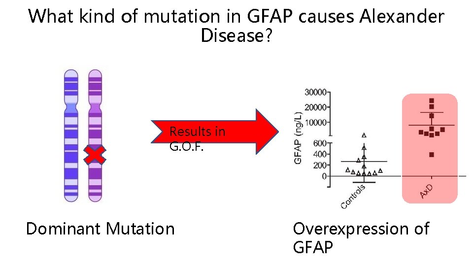 What kind of mutation in GFAP causes Alexander Disease? Results in G. O. F.