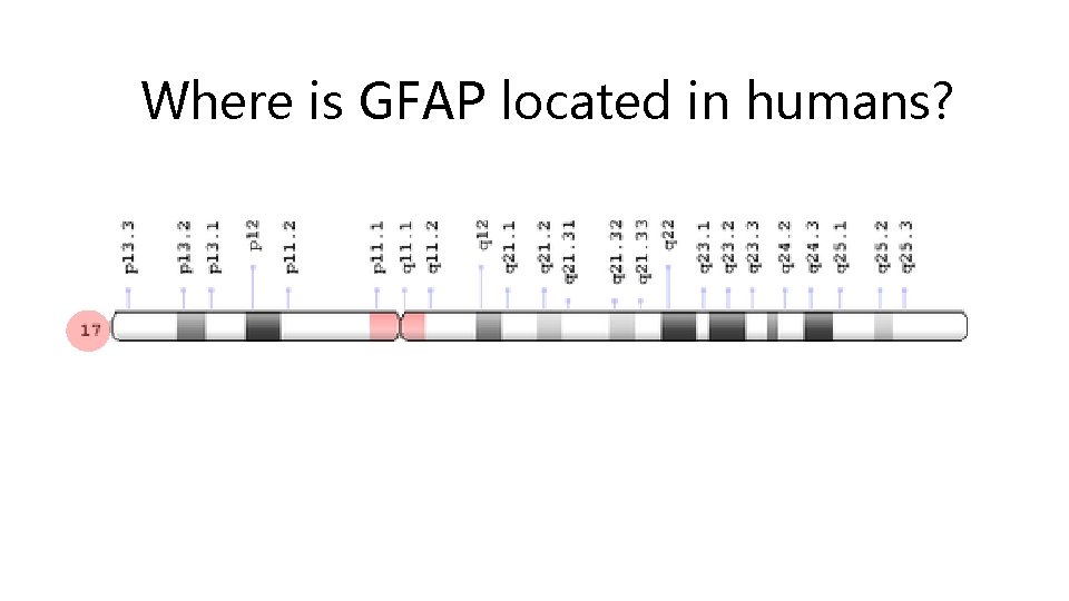 Where is GFAP located in humans? GFAP is located at q 21. 31 on