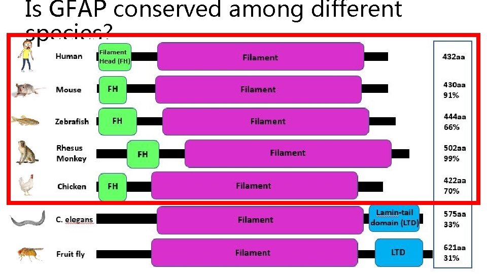 Is GFAP conserved among different species? 