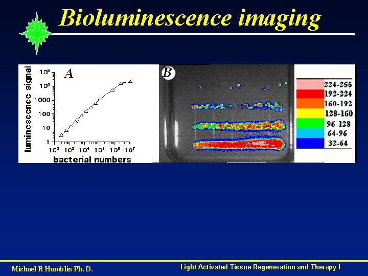 Bioluminescence imaging Michael R Hamblin Ph. D. Light Activated Tissue Regeneration and Therapy I