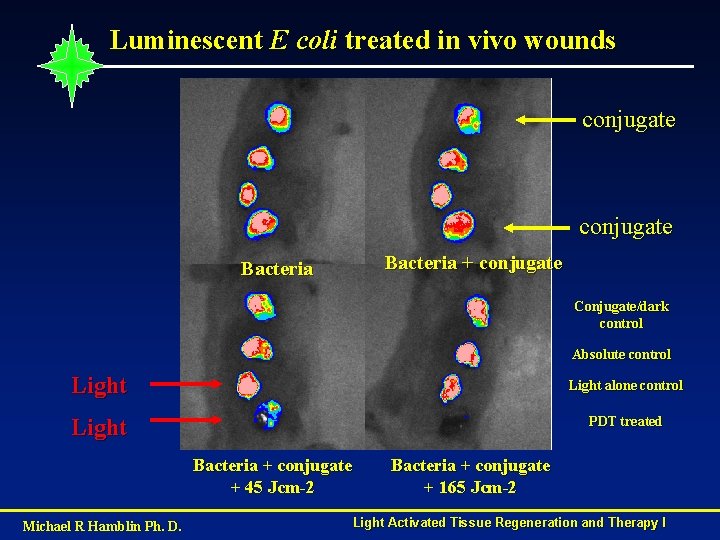 Luminescent E coli treated in vivo wounds conjugate Bacteria + conjugate Bacteria Conjugate/dark control