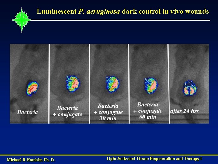 Luminescent P. aeruginosa dark control in vivo wounds Michael R Hamblin Ph. D. Light