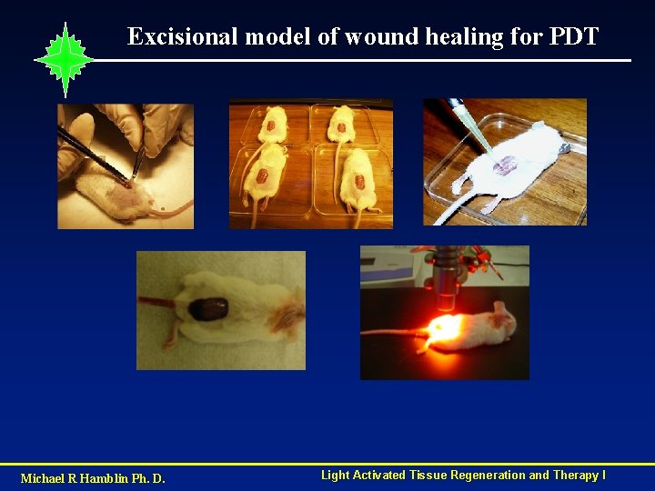 Excisional model of wound healing for PDT Michael R Hamblin Ph. D. Light Activated