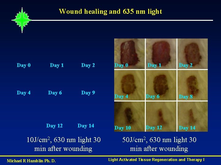 Wound healing and 635 nm light Day 0 Day 1 Day 2 Day 4