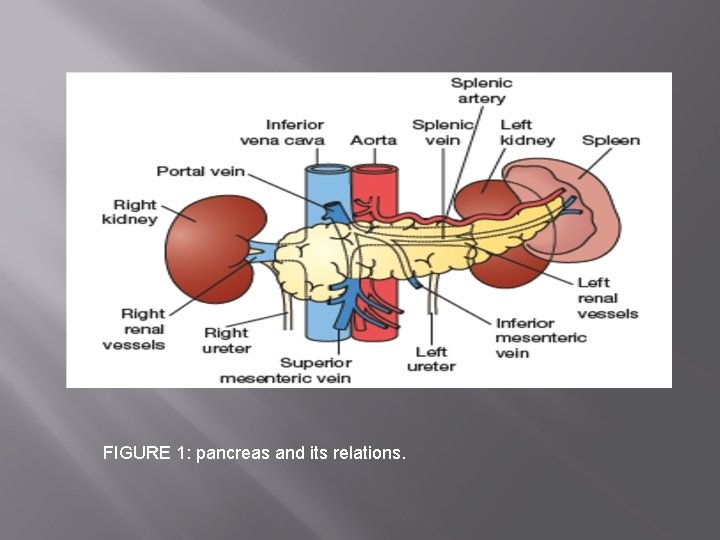 FIGURE 1: pancreas and its relations. 