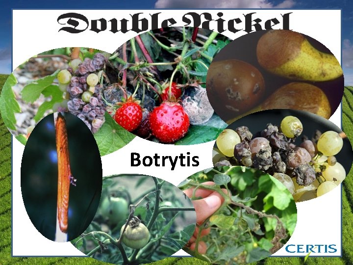 Botrytis 